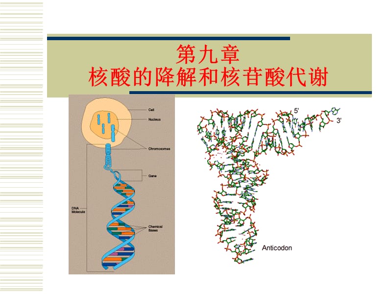 第9章核酸的降解与核苷酸代谢名师编辑PPT课件.ppt_第1页