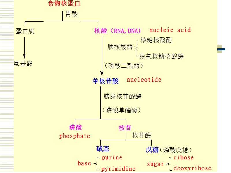 第9章核酸的降解与核苷酸代谢名师编辑PPT课件.ppt_第3页