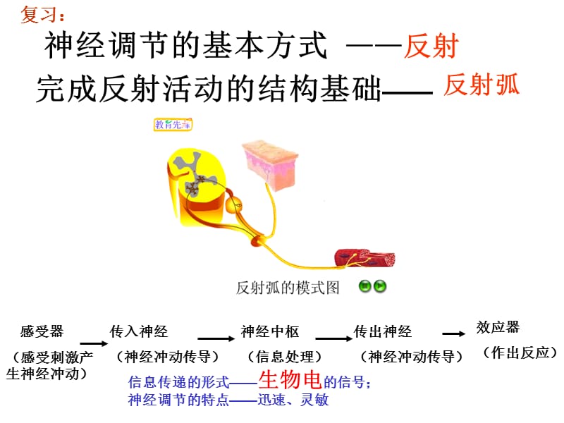 第3节内分泌系统中信息的传递和调节名师编辑PPT课件.ppt_第2页