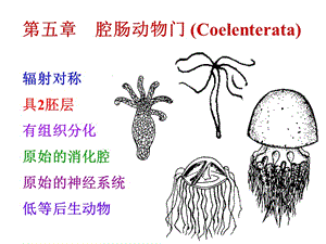 第五腔肠动物门Coelenterata名师编辑PPT课件.ppt