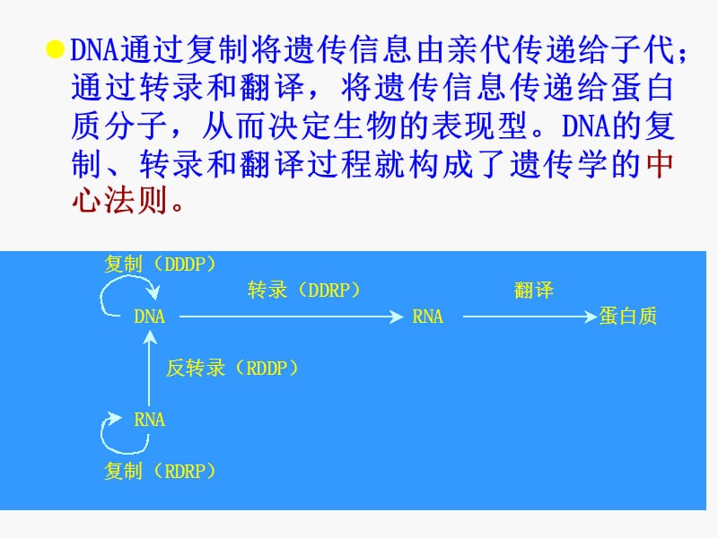 第十一章DNA复制RNA转录蛋白质翻译名师编辑PPT课件.ppt_第3页