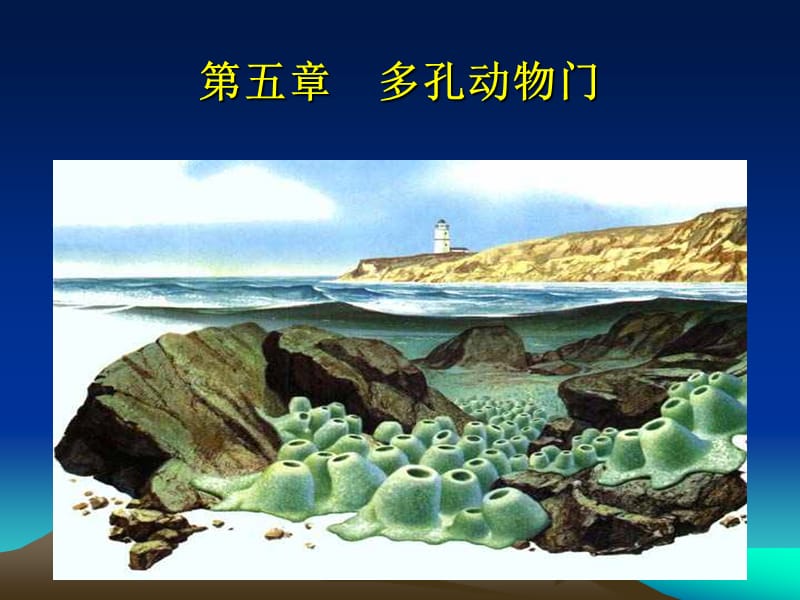 第五多孔动物门名师编辑PPT课件.ppt_第1页