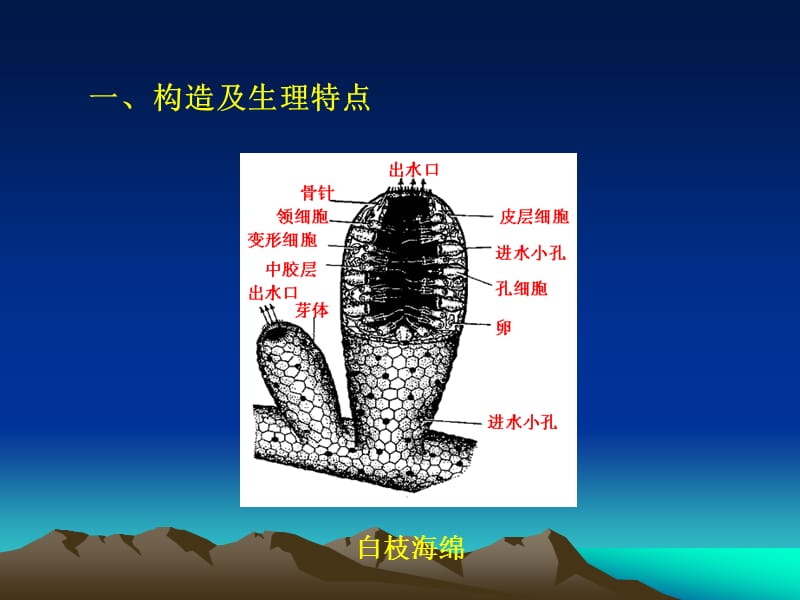 第五多孔动物门名师编辑PPT课件.ppt_第3页