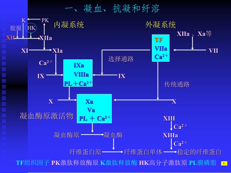 第十一章凝血与抗凝血平衡紊乱名师编辑PPT课件.ppt_第3页