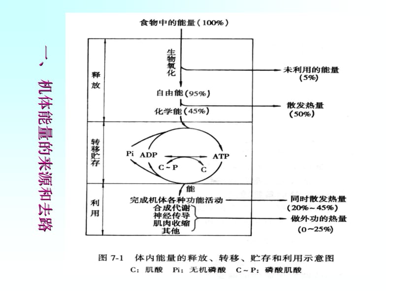 第七章能量代谢与体温名师编辑PPT课件.ppt_第2页