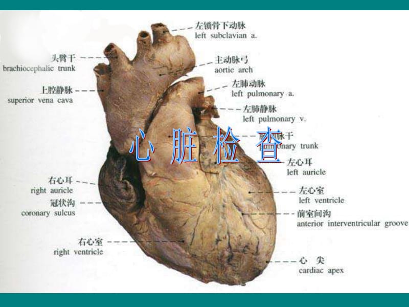 心脏检查1名师编辑PPT课件.ppt_第1页