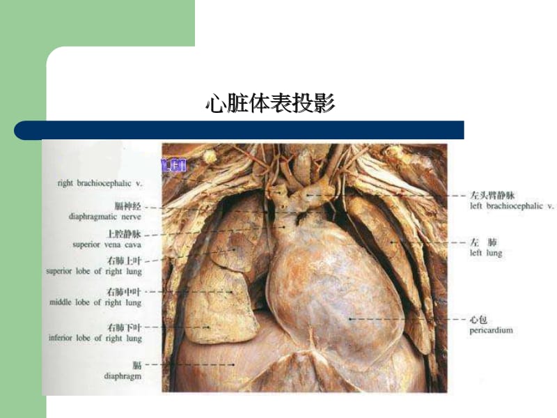 心脏检查1名师编辑PPT课件.ppt_第3页