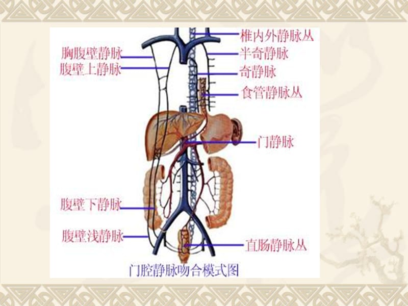 第八节肝硬化名师编辑PPT课件.ppt_第2页