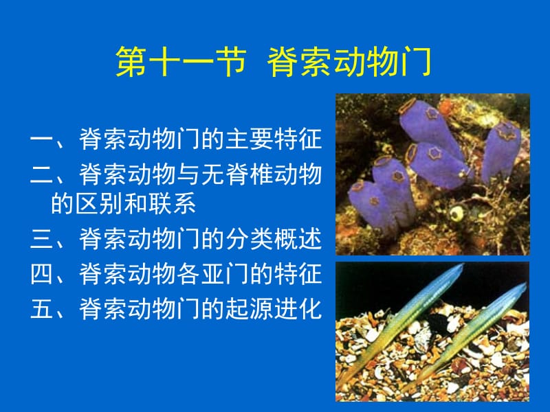 第十一节脊索动物门ppt课件名师编辑PPT课件.ppt_第1页