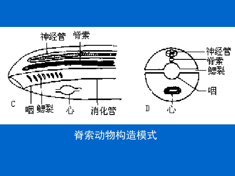 第十一节脊索动物门ppt课件名师编辑PPT课件.ppt_第3页