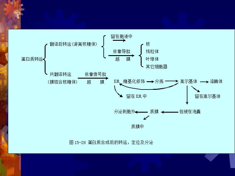 第二节蛋白质的越膜运输名师编辑PPT课件.ppt_第2页