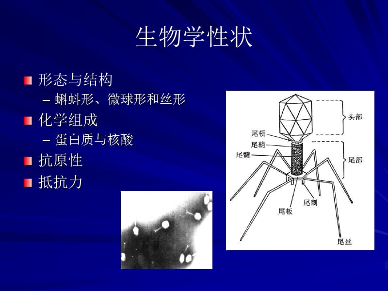 第4噬菌体bacteriophagephage名师编辑PPT课件.ppt_第3页