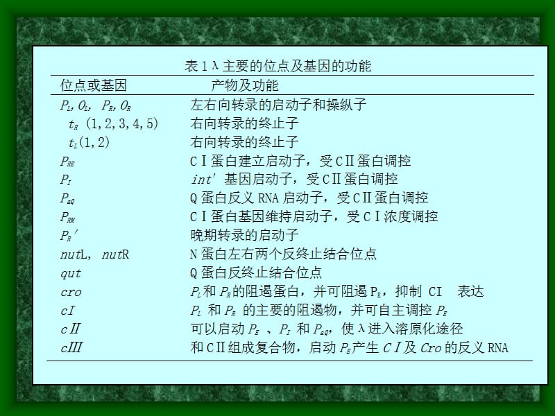 第十七噬菌体的裂解途径和溶原化途径的选择和调控名师编辑PPT课件.ppt_第3页