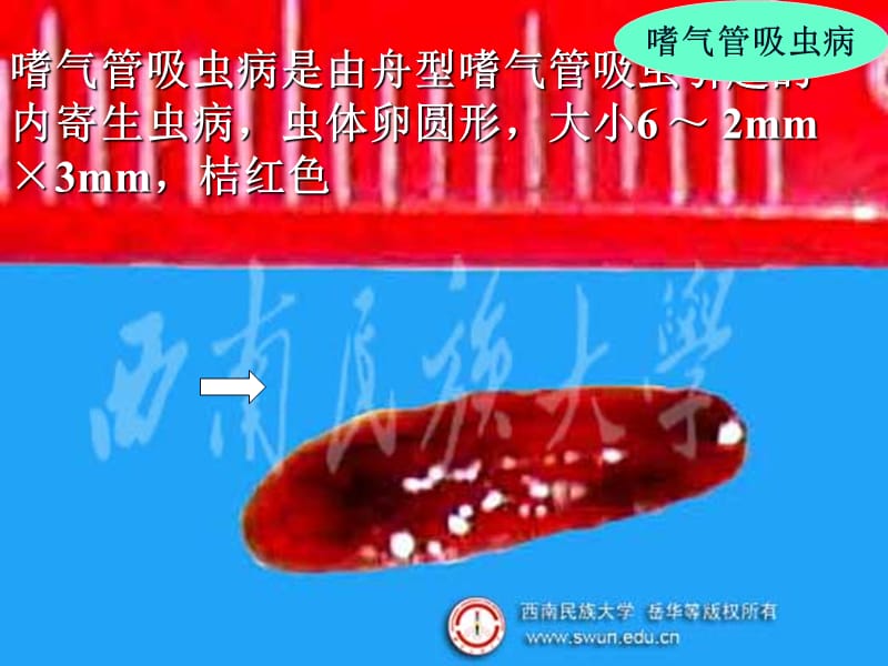 禽病学禽病临床诊断彩色图谱54嗜气管吸虫病西南民族大学名师编辑PPT课件.ppt_第2页