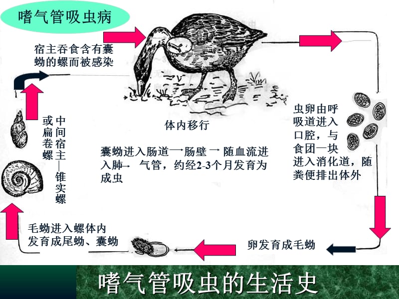 禽病学禽病临床诊断彩色图谱54嗜气管吸虫病西南民族大学名师编辑PPT课件.ppt_第3页