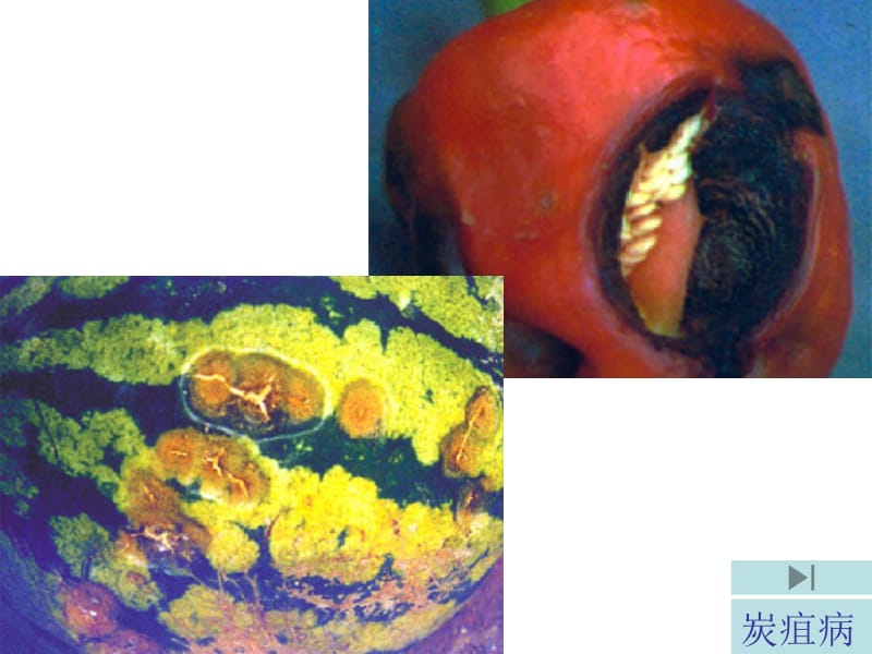 病虫害图谱名师编辑PPT课件.ppt_第3页