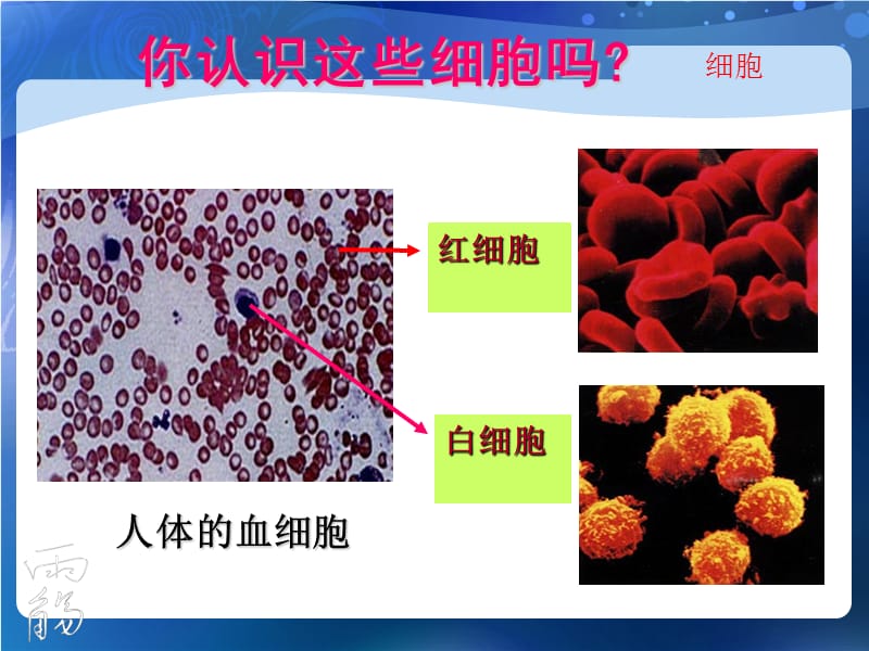 1.2细胞的多样性和统一性（1）.ppt_第2页