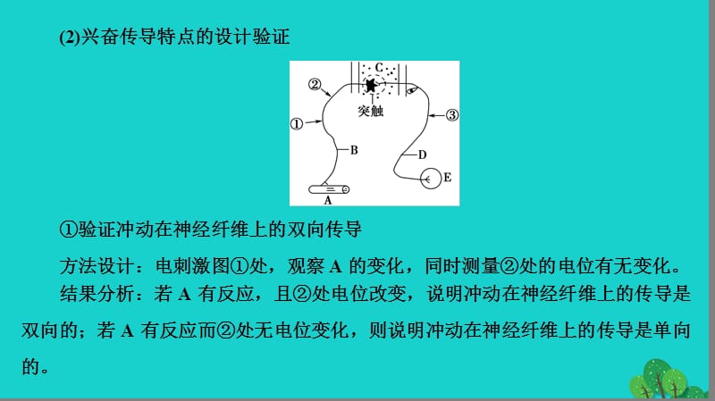 2016_2017学年高中生物第2章动物生命活动的调节膜电位的测量与兴奋传导方向的实验分析微专题突破课件浙科版必修.pptx_第3页