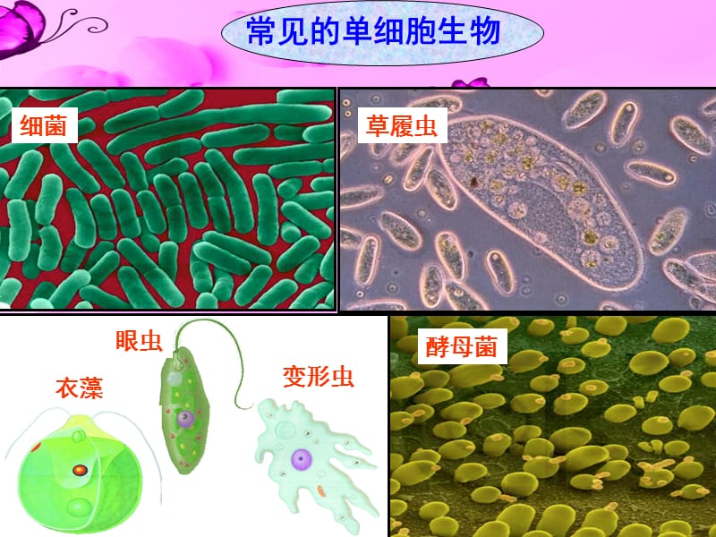 新疆维吾尔自治区七年级生物上册2.2.4单细胞生物课件新版新人教版.pptx_第2页