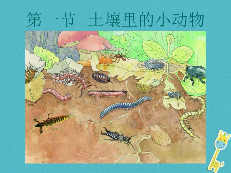 江苏省七年级生物下册13.1土壤里的携物课件新版苏科版.pptx_第2页