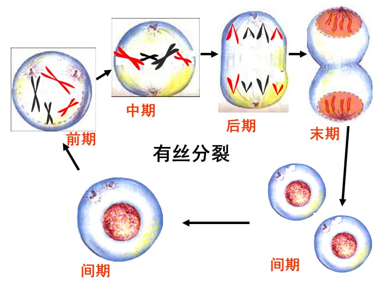 山东省高中生物第二章基因和染色体的关系2.1减数分裂和受精作用课件新人教版.pptx_第1页