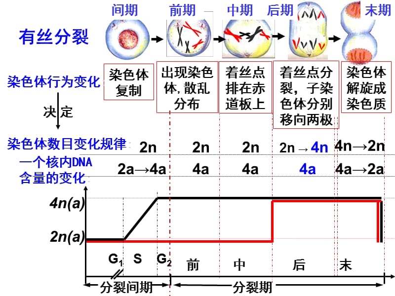 山东省高中生物第二章基因和染色体的关系2.1减数分裂和受精作用课件新人教版.pptx_第2页