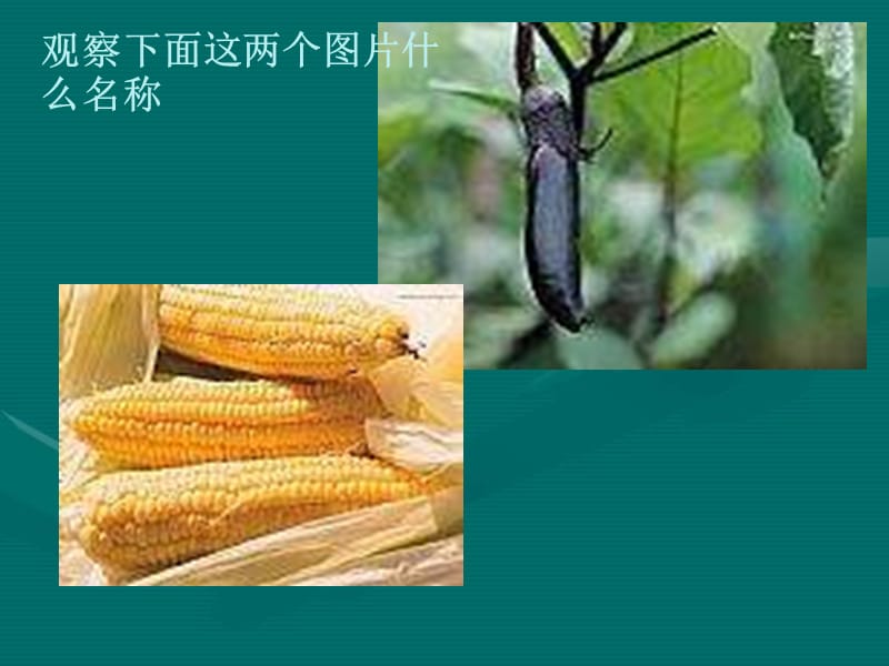 （人教新课标）二年级语文课件　植物妈妈有办法1.ppt_第1页