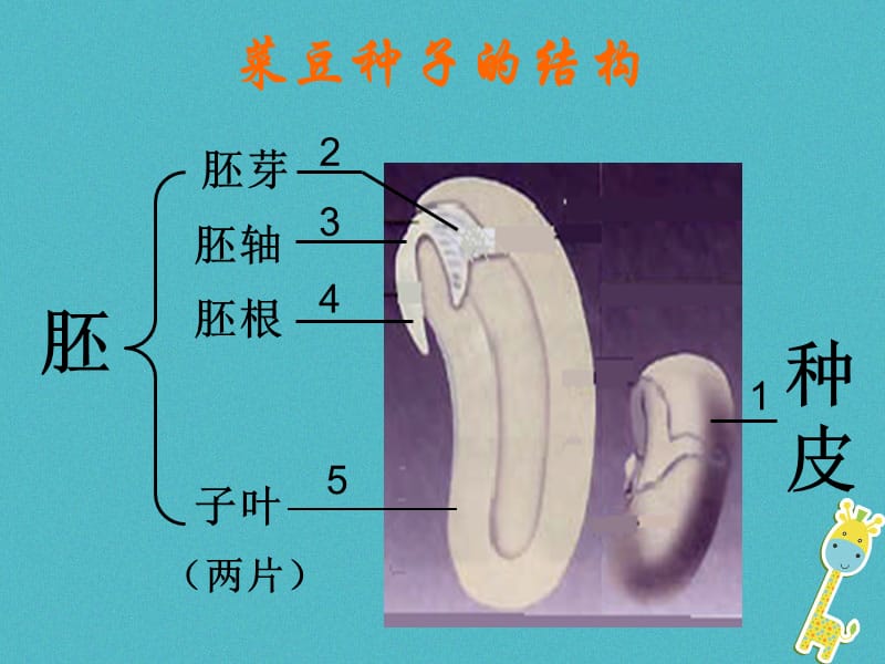 吉林省长春市七年级生物上册第三单元第一章第二节种子植物课件1新版新人教版180702454.pptx_第2页