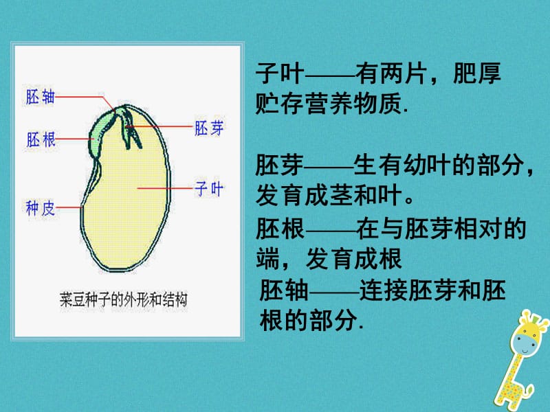 吉林省长春市七年级生物上册第三单元第一章第二节种子植物课件1新版新人教版180702454.pptx_第3页