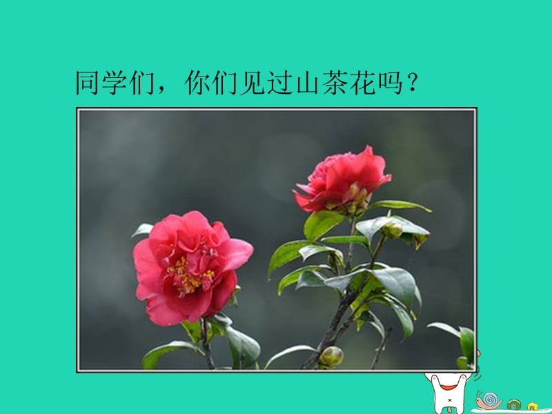 三年级语文第七单元19山茶花课件鄂教版.pptx_第1页