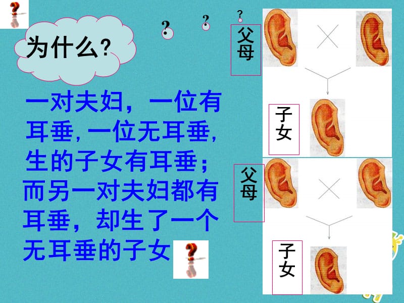 广东省深圳市八年级生物上册20.3性状遗传有一定的规律性课件新版北师大版.pptx_第3页