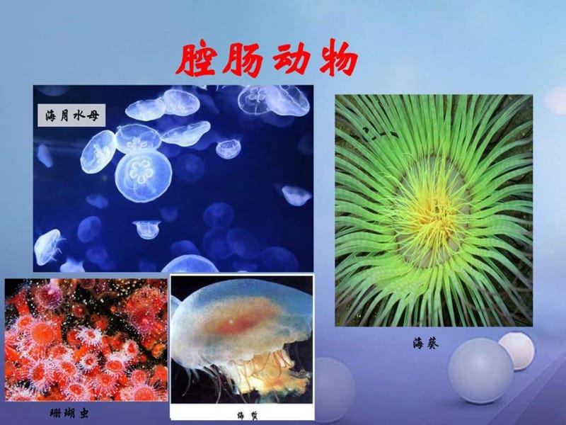 最新八年级生物上册 5.1.1 腔肠动物和扁形动物教学课(1)..ppt_第3页