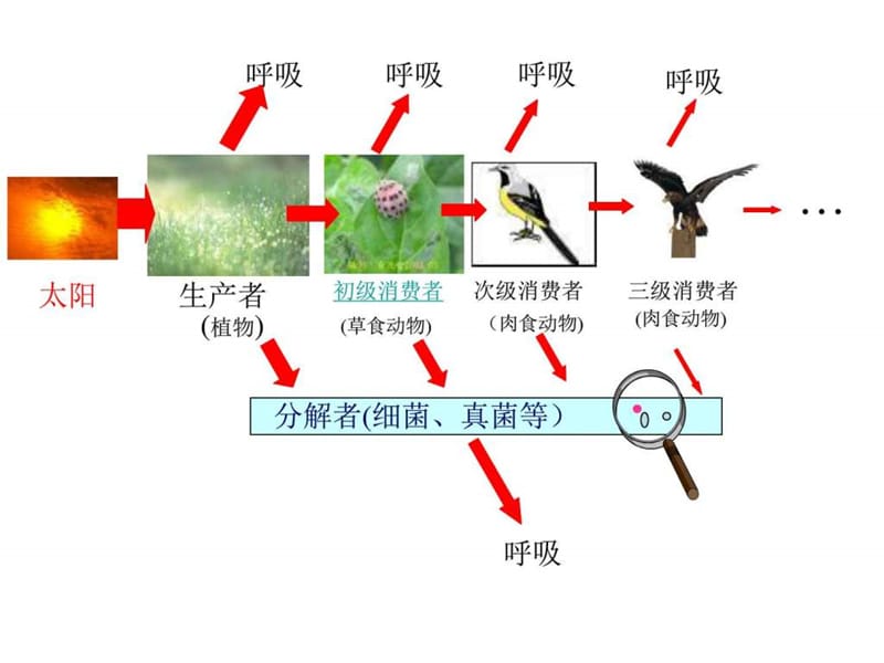 最新高二生物生态系统的能量流动(5)..ppt_第2页