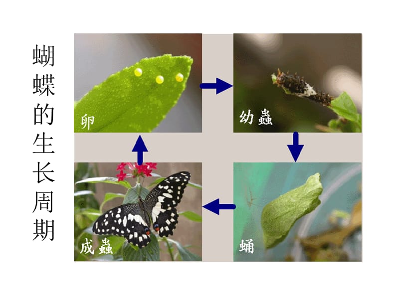 一年级上册美术课件-蝴蝶飞呀飞 冀教版 (共7张PPT)-教学文档.ppt_第2页