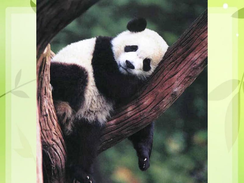一年级下册语文课件-5《大熊猫》2∣北师大版（2018）(共17张PPT)-教学文档.ppt_第1页