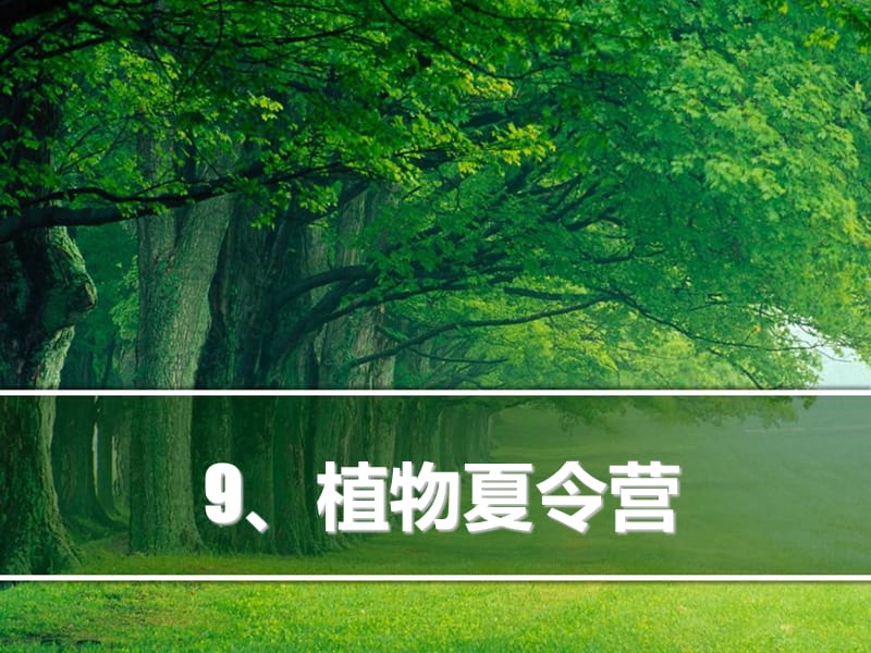 一年级下册品德课件-《9.植物夏令营》∣泰山版(共18张PPT)-教学文档.ppt_第1页