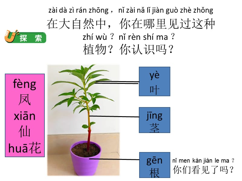 一年级上册科学课件－1.2《观察一棵植物》 ｜教科版 (共11张PPT)-教学文档.ppt_第2页