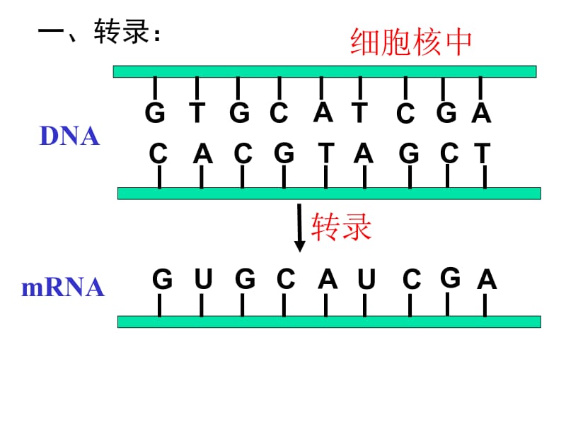 基因指导蛋白质合成.ppt.ppt_第2页