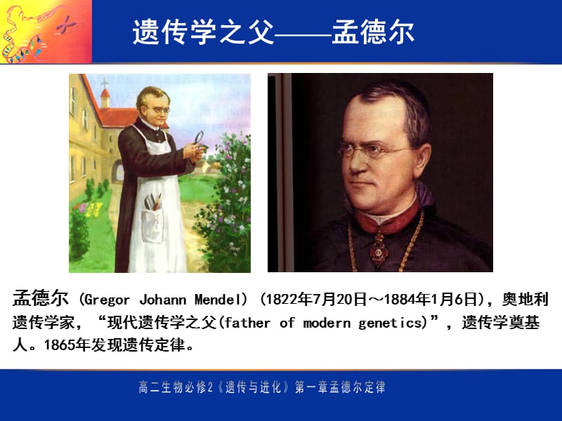 基因分离定律.ppt_第2页