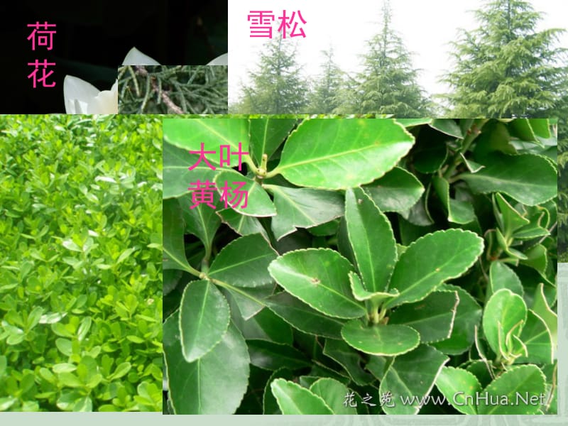 多种多样的植物.ppt_第2页