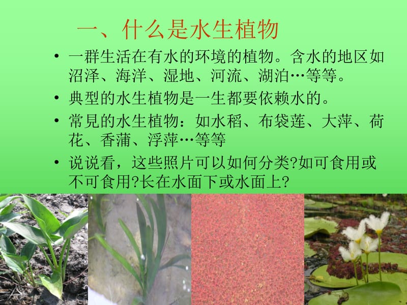 三年级上册科学课件-1.4水生植物 教科版(共55张PPT)-教学文档.ppt_第3页