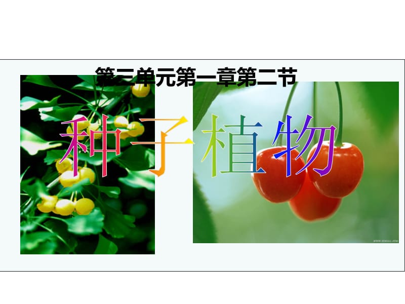 3.1.2种子植物.ppt_第1页