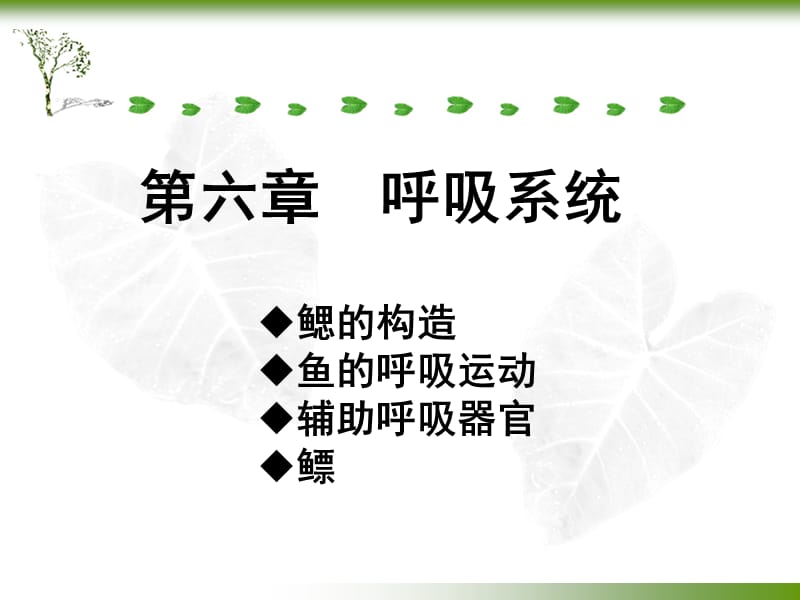 第六章_呼吸系统.ppt_第1页