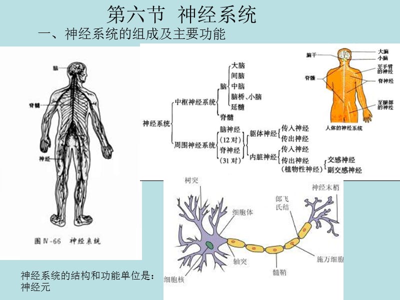 第六节神经系统.ppt_第1页