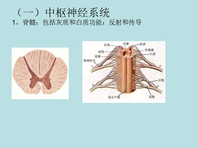 第六节神经系统.ppt_第2页