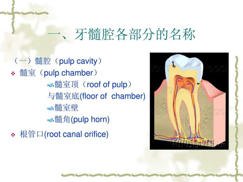 3髓腔图文.ppt14.ppt_第2页