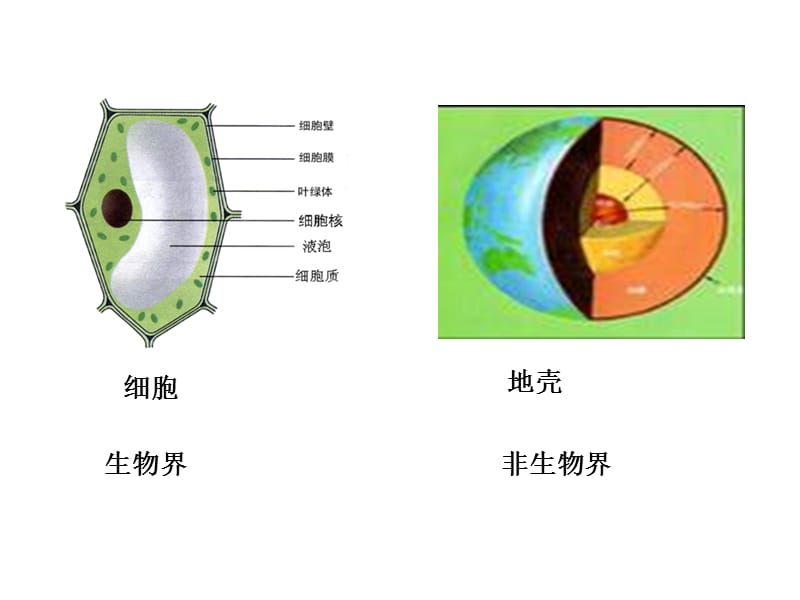 2.1细胞中的元素和化合物-PPT文档.ppt_第2页