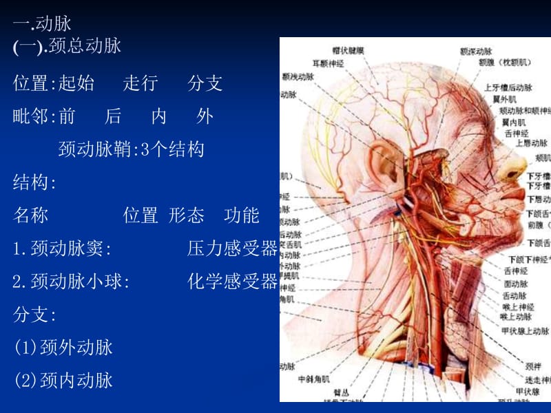 05第五节血管-PPT文档-精选文档.ppt_第1页