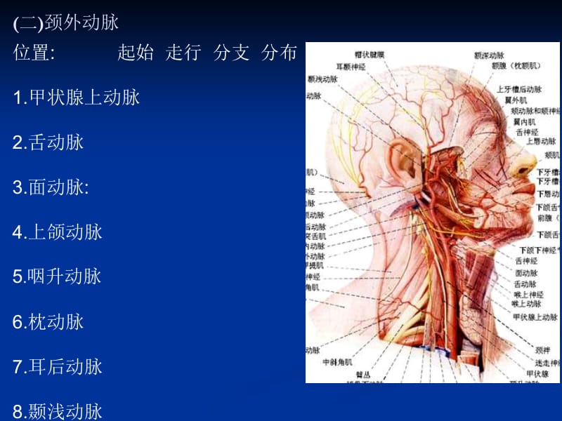 05第五节血管-PPT文档-精选文档.ppt_第2页