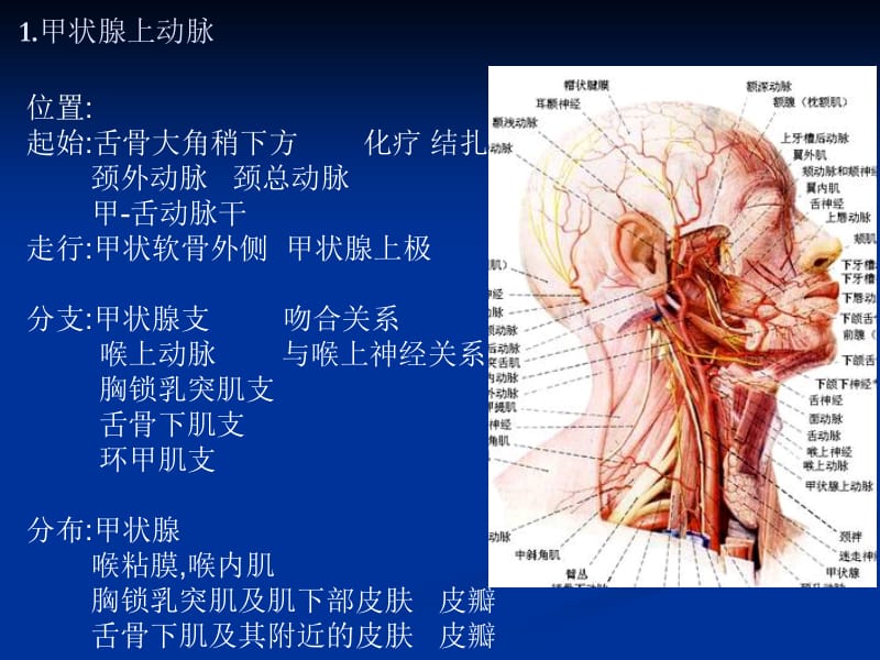 05第五节血管-PPT文档-精选文档.ppt_第3页